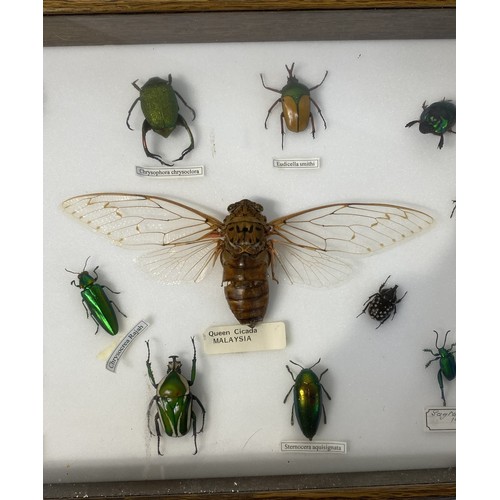 9 - Vintage Taxidermy Cased Beetles 37cm x 27cm x 5cm