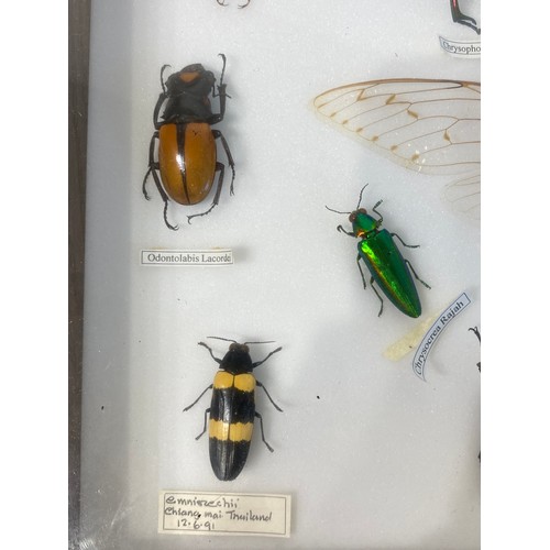 9 - Vintage Taxidermy Cased Beetles 37cm x 27cm x 5cm