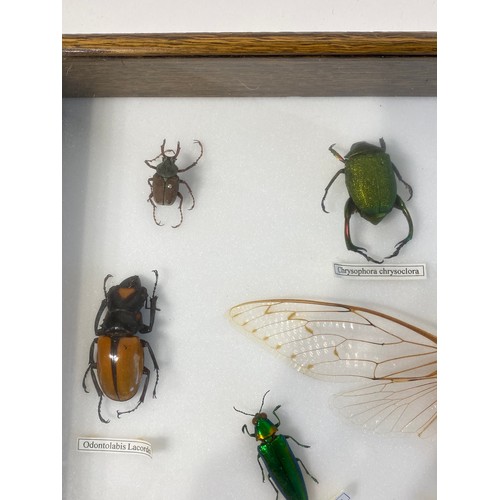 9 - Vintage Taxidermy Cased Beetles 37cm x 27cm x 5cm