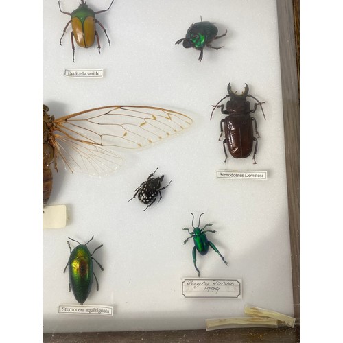 9 - Vintage Taxidermy Cased Beetles 37cm x 27cm x 5cm