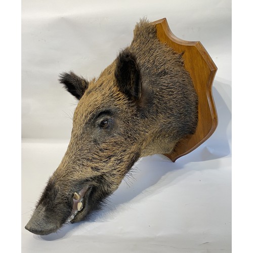 10 - Taxidermy European  Wild Boar Mount  62cm L x 58cm H x 42cm W