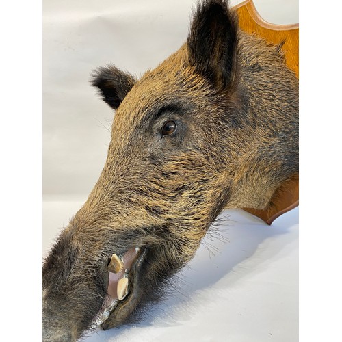 10 - Taxidermy European  Wild Boar Mount  62cm L x 58cm H x 42cm W