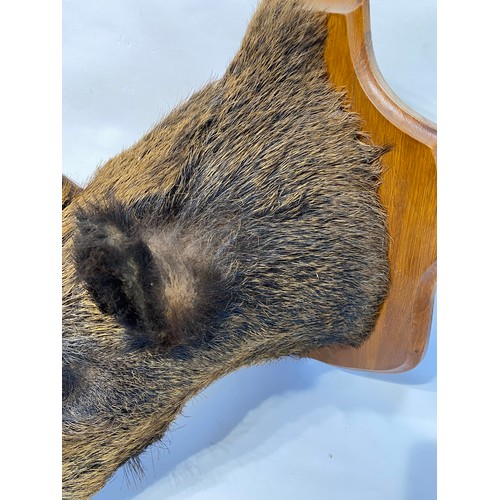 10 - Taxidermy European  Wild Boar Mount  62cm L x 58cm H x 42cm W