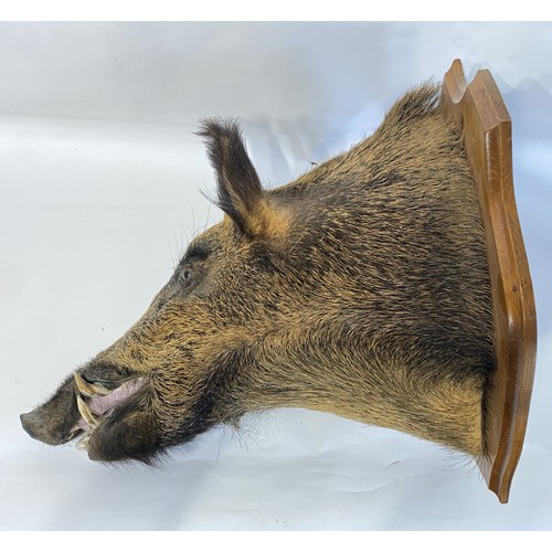 10 - Taxidermy European  Wild Boar Mount  62cm L x 58cm H x 42cm W