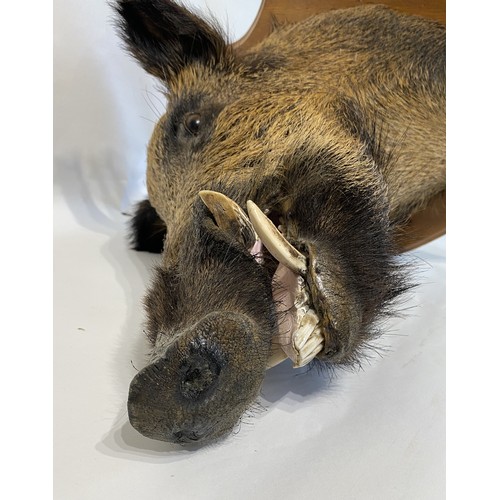 10 - Taxidermy European  Wild Boar Mount  62cm L x 58cm H x 42cm W