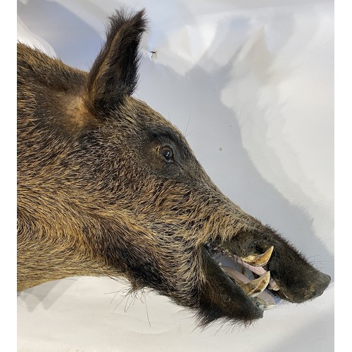 10 - Taxidermy European  Wild Boar Mount  62cm L x 58cm H x 42cm W