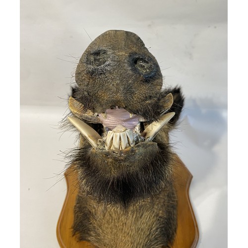 10 - Taxidermy European  Wild Boar Mount  62cm L x 58cm H x 42cm W