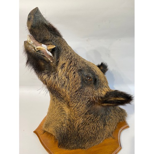 10 - Taxidermy European  Wild Boar Mount  62cm L x 58cm H x 42cm W