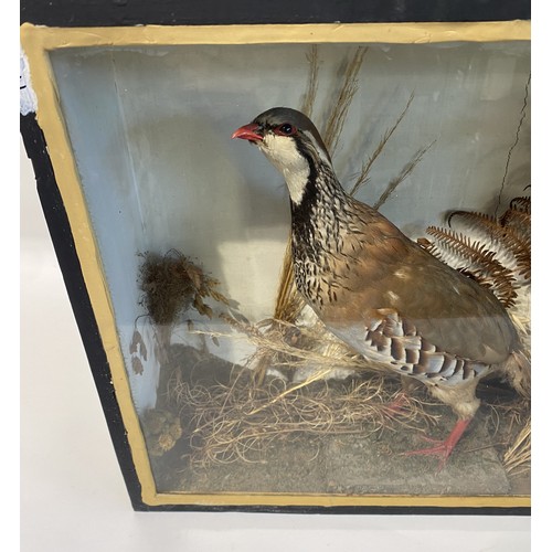 11 - Vintage Cased Red Legged French Partridge 43.5cm L x 38cm H x 14.5cm Depth