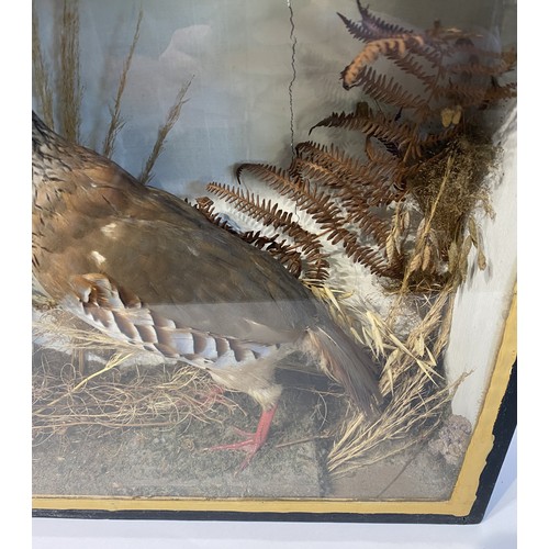 11 - Vintage Cased Red Legged French Partridge 43.5cm L x 38cm H x 14.5cm Depth