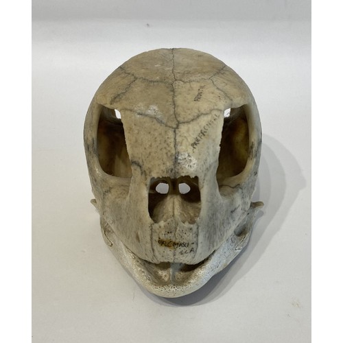 13 - WITHDRAWN   Antique Educational Turtle Skull 18.5cm L x 12cm W x 10.5cm H