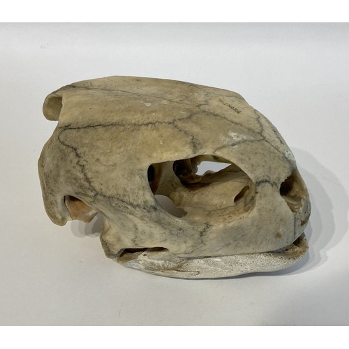 13 - WITHDRAWN   Antique Educational Turtle Skull 18.5cm L x 12cm W x 10.5cm H