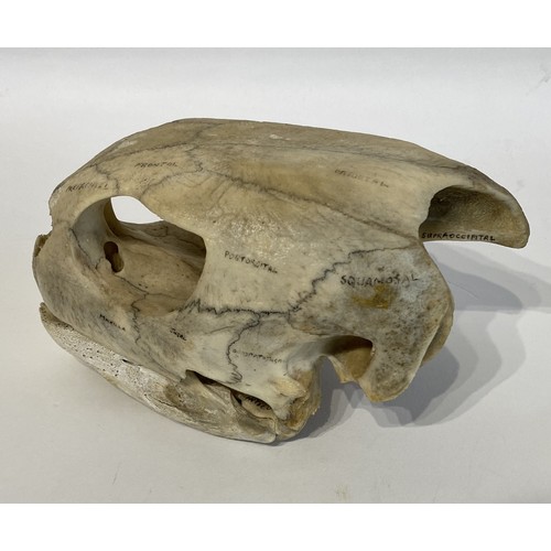 13 - WITHDRAWN   Antique Educational Turtle Skull 18.5cm L x 12cm W x 10.5cm H