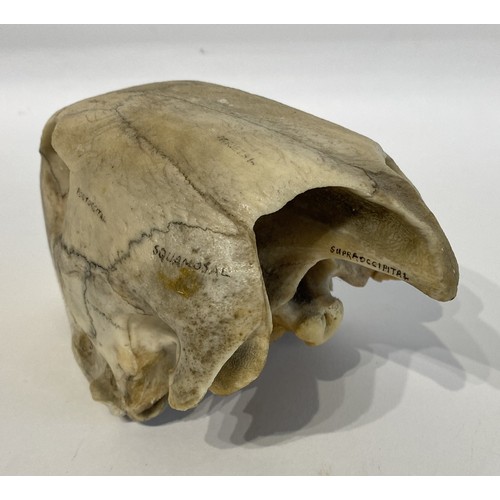 13 - WITHDRAWN   Antique Educational Turtle Skull 18.5cm L x 12cm W x 10.5cm H