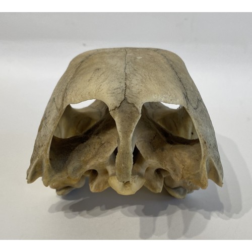 13 - WITHDRAWN   Antique Educational Turtle Skull 18.5cm L x 12cm W x 10.5cm H