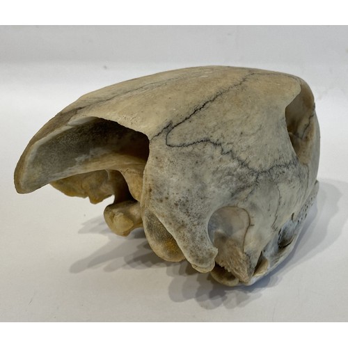 13 - WITHDRAWN   Antique Educational Turtle Skull 18.5cm L x 12cm W x 10.5cm H