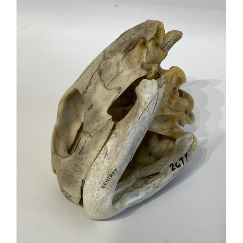 13 - WITHDRAWN   Antique Educational Turtle Skull 18.5cm L x 12cm W x 10.5cm H