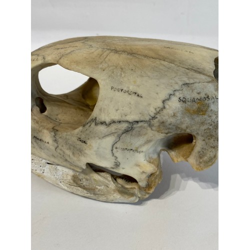 13 - WITHDRAWN   Antique Educational Turtle Skull 18.5cm L x 12cm W x 10.5cm H