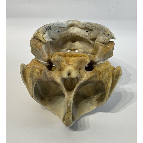 13 - WITHDRAWN   Antique Educational Turtle Skull 18.5cm L x 12cm W x 10.5cm H