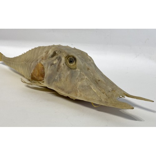 14 - A Good Sized Specimen Of A Taxidermy Armed Gurnard Fish (Nautilus Fish ) 54cm L x 12cm W x 10cm H