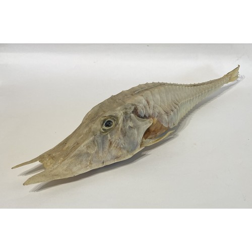 14 - A Good Sized Specimen Of A Taxidermy Armed Gurnard Fish (Nautilus Fish ) 54cm L x 12cm W x 10cm H