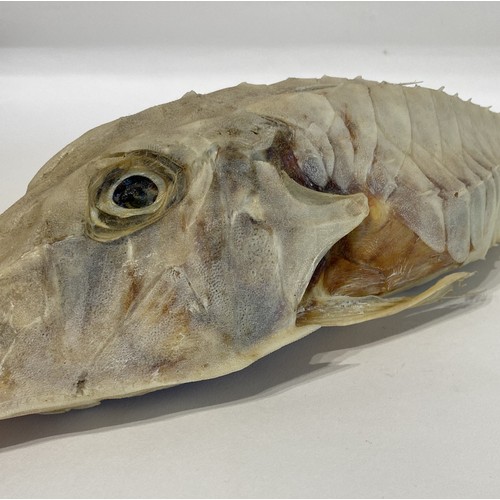 14 - A Good Sized Specimen Of A Taxidermy Armed Gurnard Fish (Nautilus Fish ) 54cm L x 12cm W x 10cm H