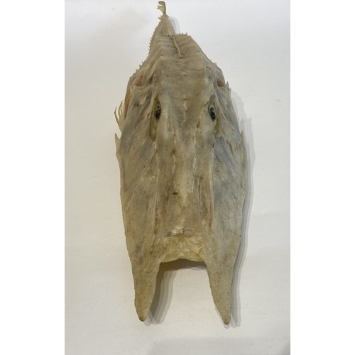 14 - A Good Sized Specimen Of A Taxidermy Armed Gurnard Fish (Nautilus Fish ) 54cm L x 12cm W x 10cm H