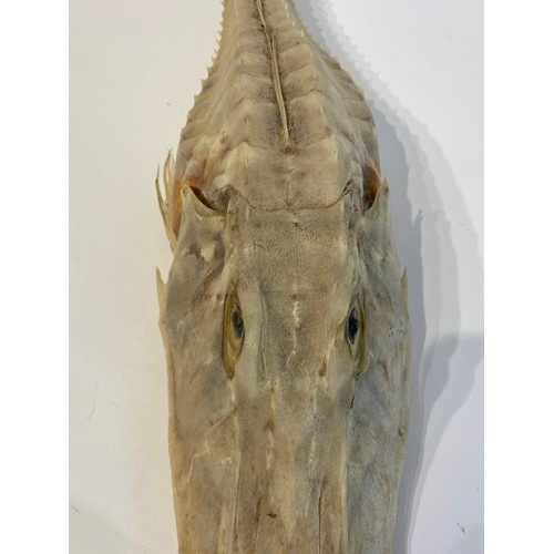 14 - A Good Sized Specimen Of A Taxidermy Armed Gurnard Fish (Nautilus Fish ) 54cm L x 12cm W x 10cm H