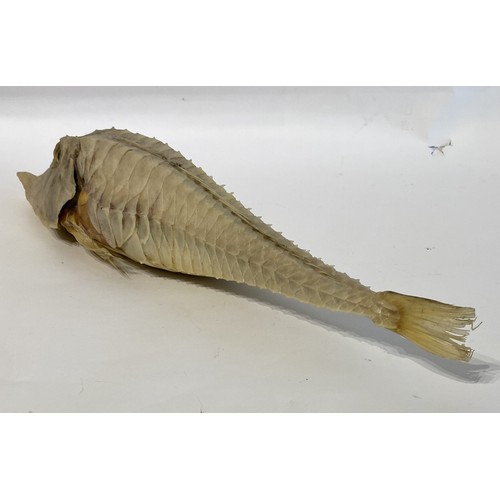 14 - A Good Sized Specimen Of A Taxidermy Armed Gurnard Fish (Nautilus Fish ) 54cm L x 12cm W x 10cm H