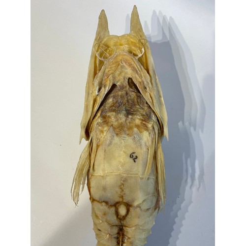 14 - A Good Sized Specimen Of A Taxidermy Armed Gurnard Fish (Nautilus Fish ) 54cm L x 12cm W x 10cm H