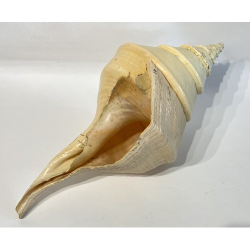 25 - Large False Trumpet Shell (Syrinx Aruanus)  56cm x 29cm x 24cm