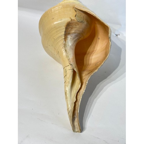 25 - Large False Trumpet Shell (Syrinx Aruanus)  56cm x 29cm x 24cm