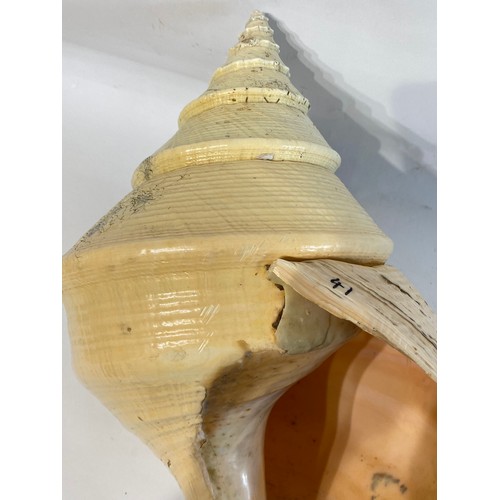 25 - Large False Trumpet Shell (Syrinx Aruanus)  56cm x 29cm x 24cm