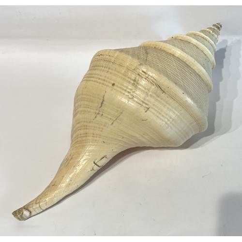 25 - Large False Trumpet Shell (Syrinx Aruanus)  56cm x 29cm x 24cm