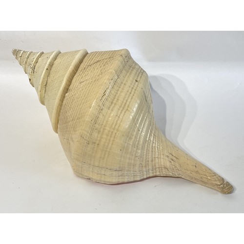 25 - Large False Trumpet Shell (Syrinx Aruanus)  56cm x 29cm x 24cm