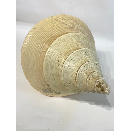 25 - Large False Trumpet Shell (Syrinx Aruanus)  56cm x 29cm x 24cm