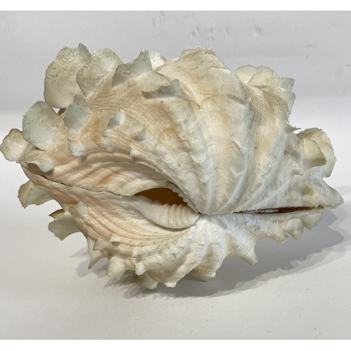 26 - WITHDRAWN Antique Fluted Clam Shell 19cm x 15cm x 14cm