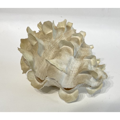 26 - WITHDRAWN Antique Fluted Clam Shell 19cm x 15cm x 14cm