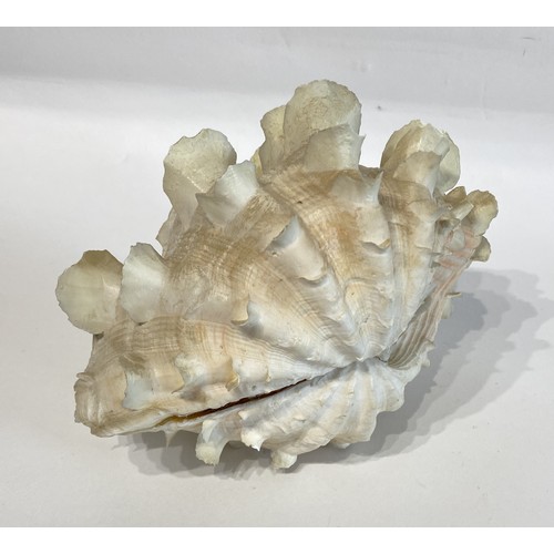 26 - WITHDRAWN Antique Fluted Clam Shell 19cm x 15cm x 14cm