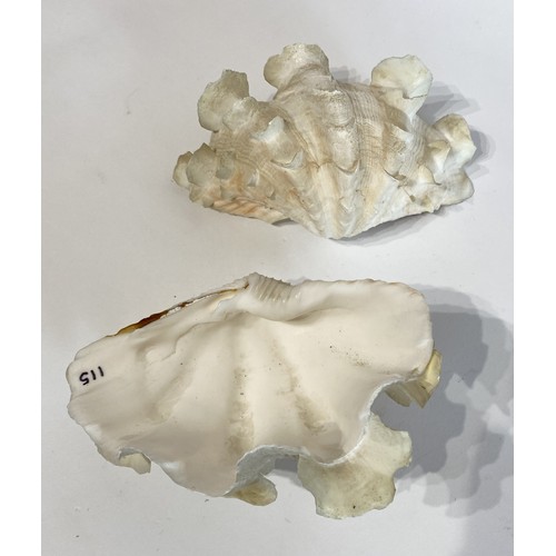 26 - WITHDRAWN Antique Fluted Clam Shell 19cm x 15cm x 14cm