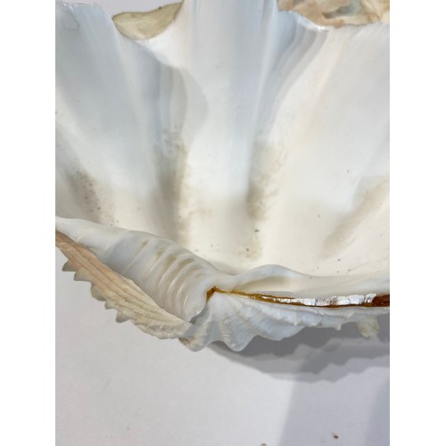 26 - WITHDRAWN Antique Fluted Clam Shell 19cm x 15cm x 14cm