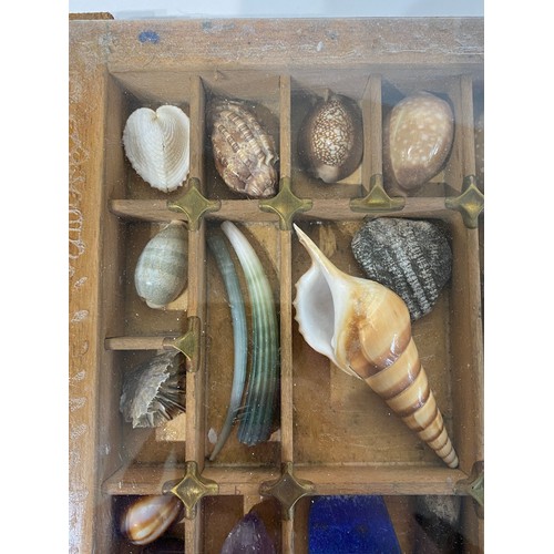 28 - A Good Section Of Minerals Etc To Include Lapis , Crystal , Fossilised Tooth Of Crocodile , Fossil B... 