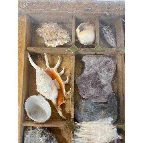 28 - A Good Section Of Minerals Etc To Include Lapis , Crystal , Fossilised Tooth Of Crocodile , Fossil B... 