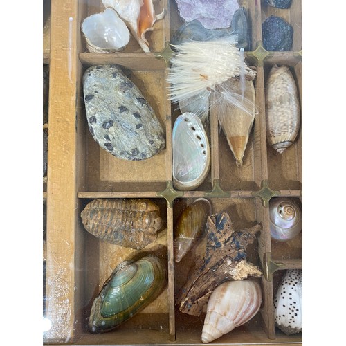 28 - A Good Section Of Minerals Etc To Include Lapis , Crystal , Fossilised Tooth Of Crocodile , Fossil B... 