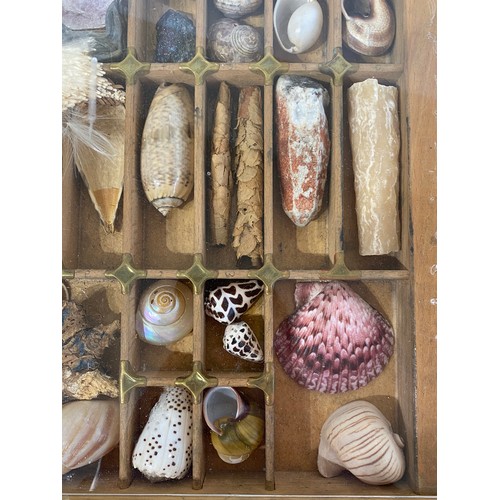 28 - A Good Section Of Minerals Etc To Include Lapis , Crystal , Fossilised Tooth Of Crocodile , Fossil B... 