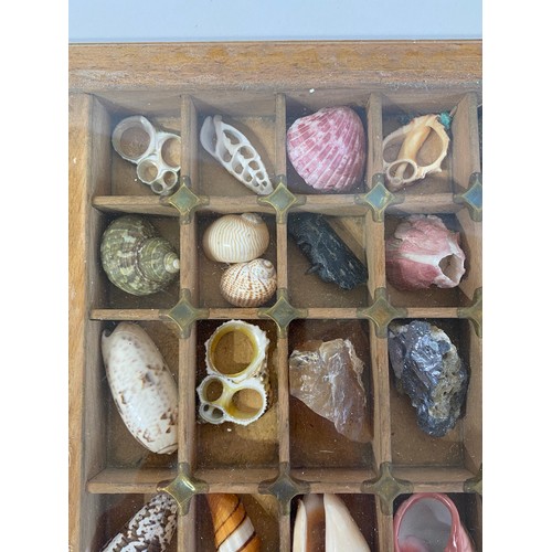 28 - A Good Section Of Minerals Etc To Include Lapis , Crystal , Fossilised Tooth Of Crocodile , Fossil B... 