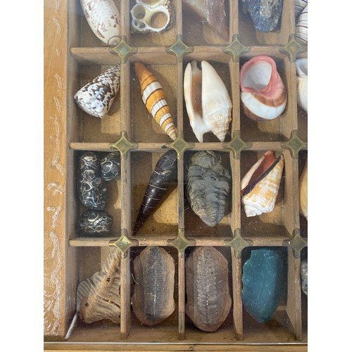 28 - A Good Section Of Minerals Etc To Include Lapis , Crystal , Fossilised Tooth Of Crocodile , Fossil B... 