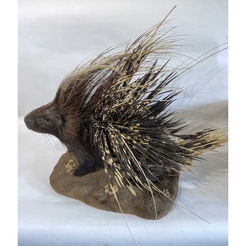 30 - Good Example Of A Taxidermy Full Mount Porcupine With Erect Quills. 74cm x 73cm x 71cm