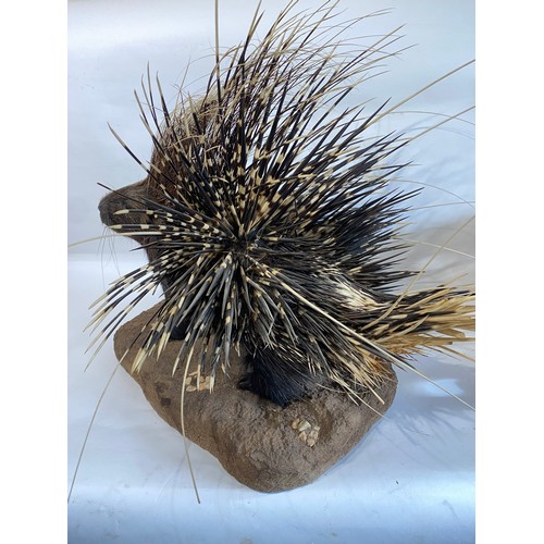 30 - Good Example Of A Taxidermy Full Mount Porcupine With Erect Quills. 74cm x 73cm x 71cm