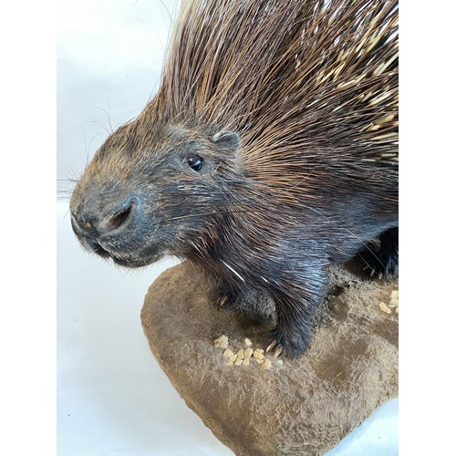 30 - Good Example Of A Taxidermy Full Mount Porcupine With Erect Quills. 74cm x 73cm x 71cm